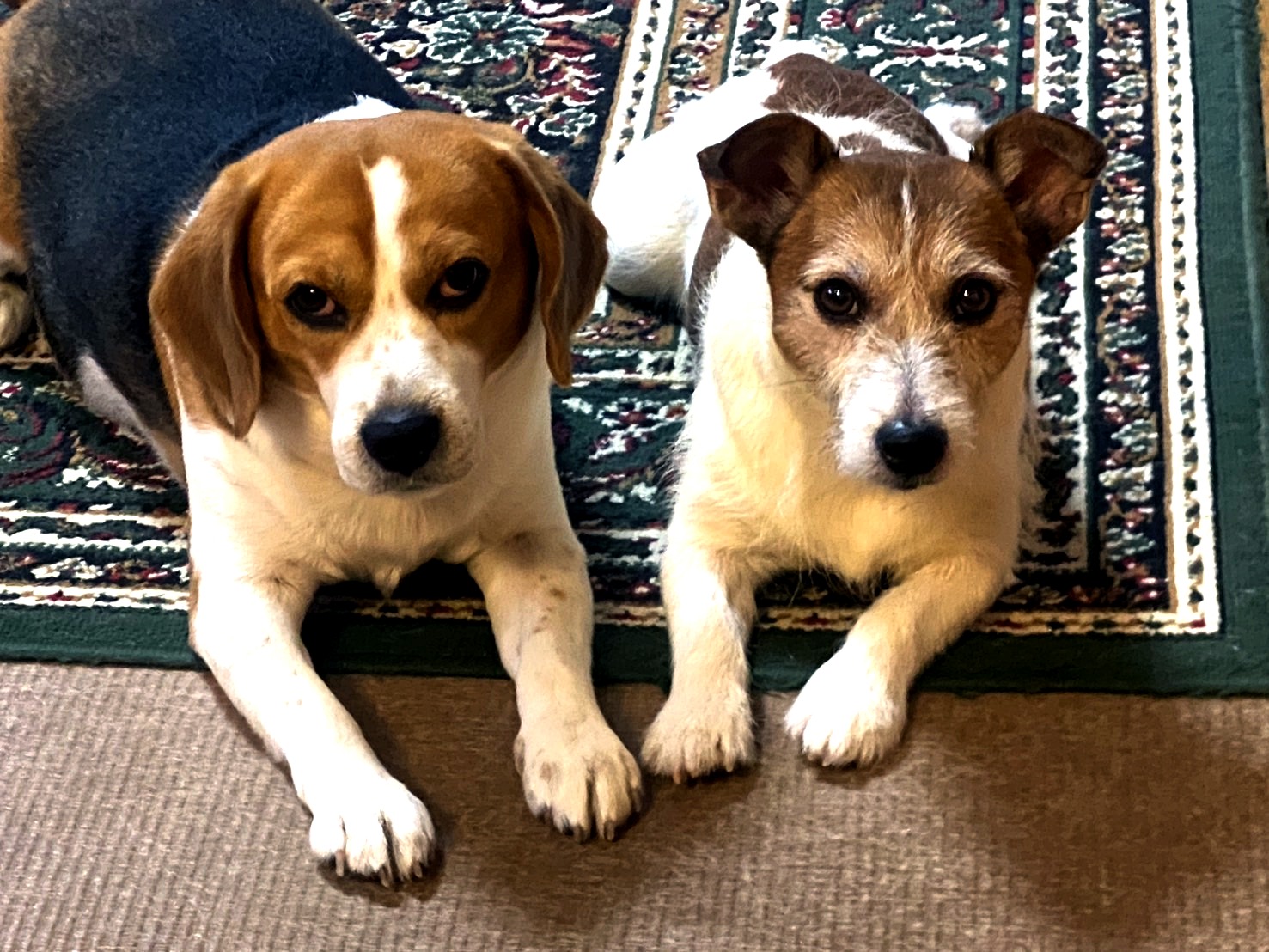 うちの愛犬2匹。本当にかわいいです。