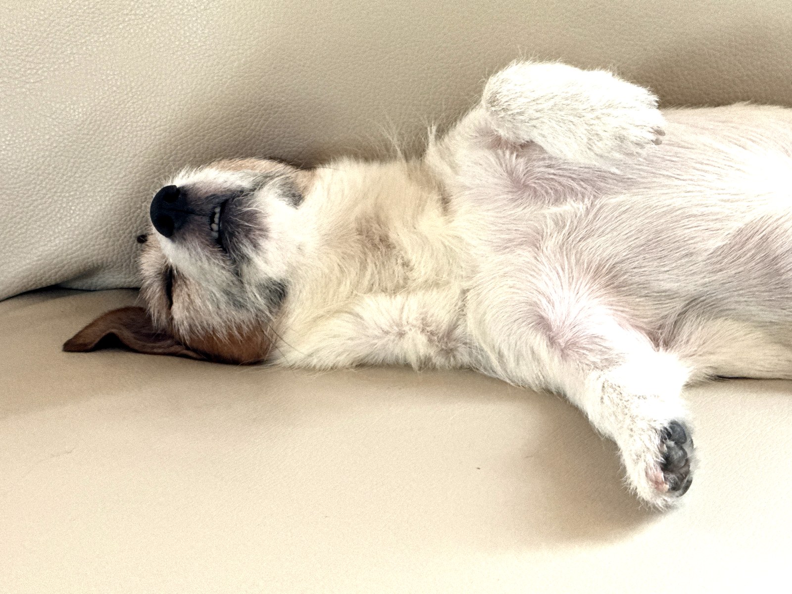 ソファでお昼寝中の犬