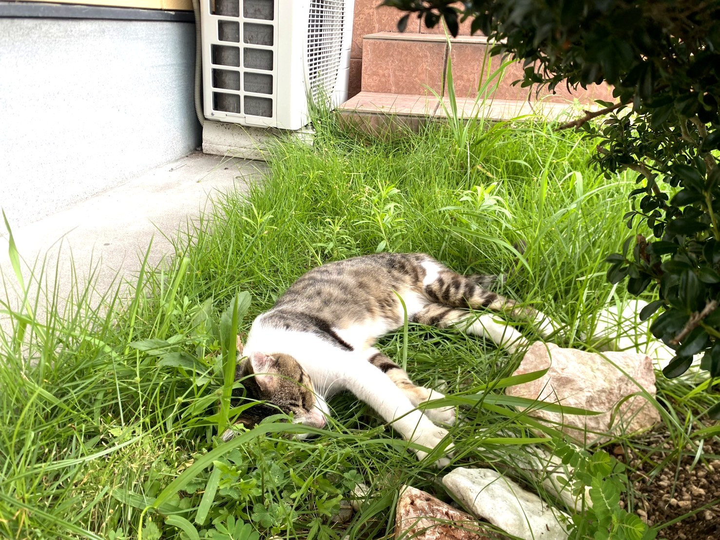 草の上でお昼寝中の猫