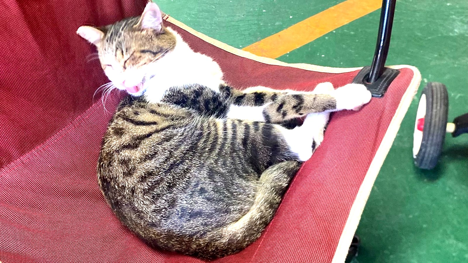 ハンモックで眠る猫