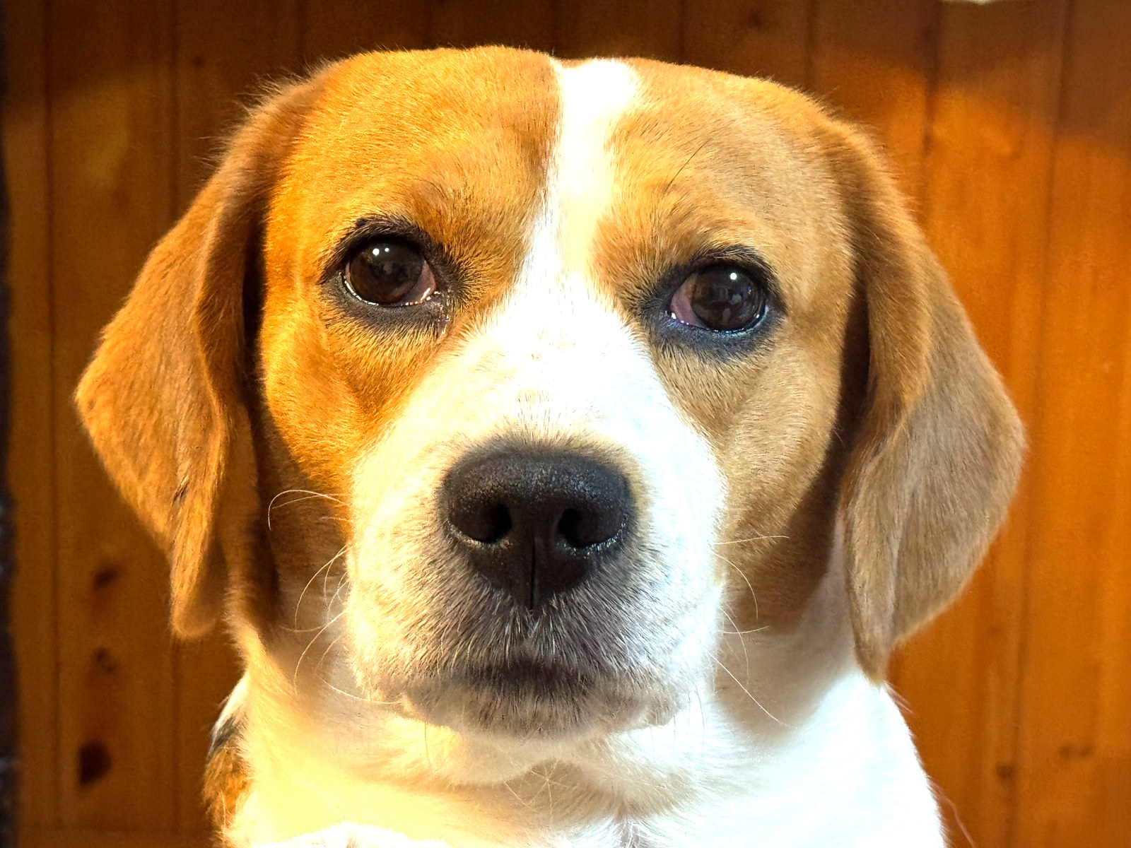 こちらを見つめるビーグル