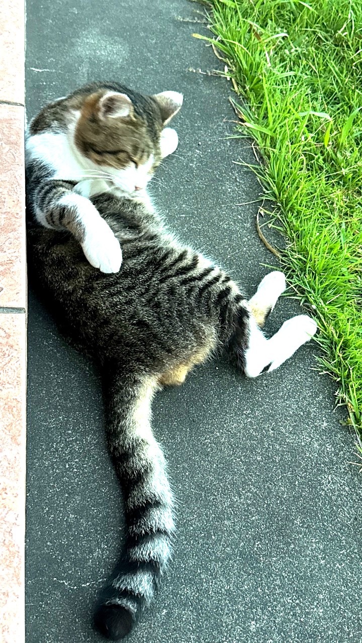 のびをする猫