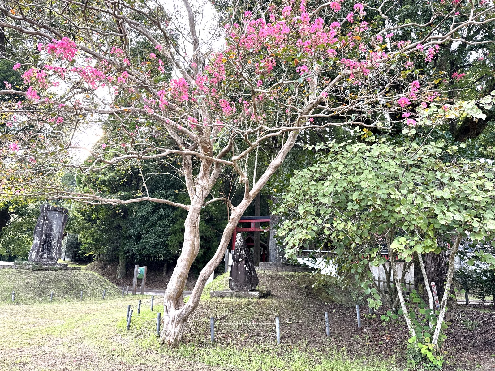 サルスベリの花と赤い鳥居