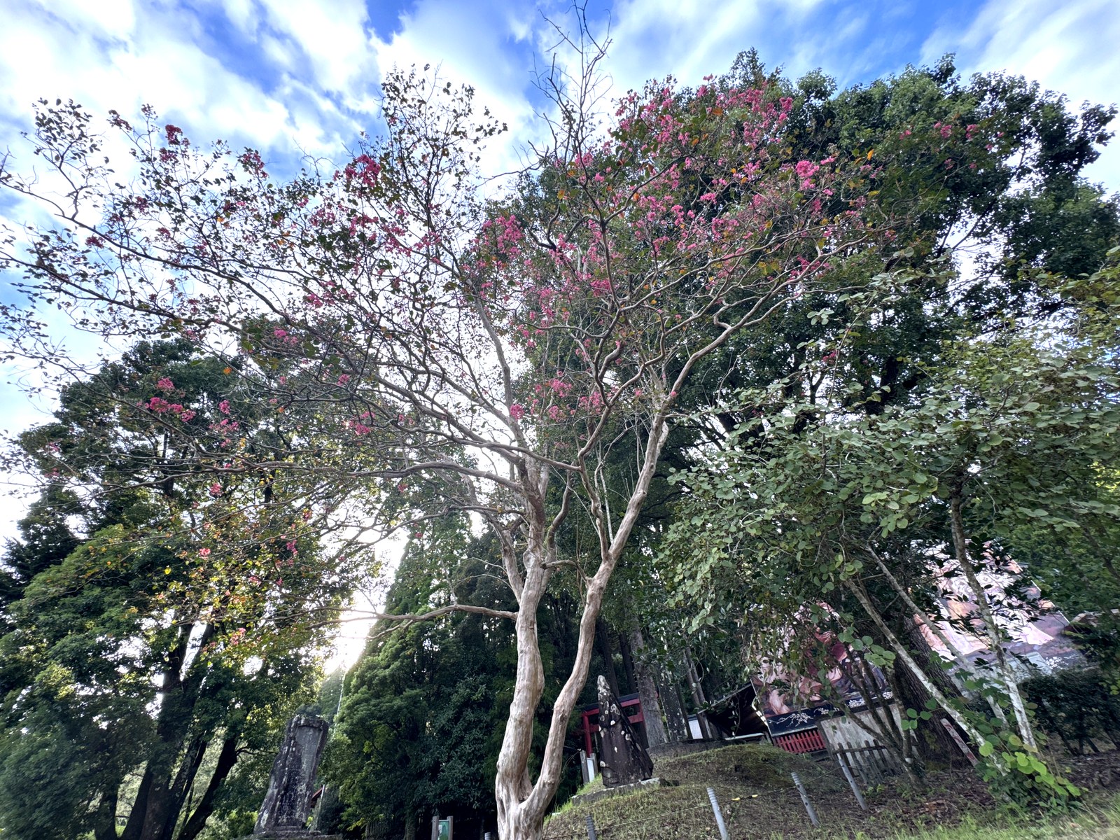 サルスベリを見上げた空