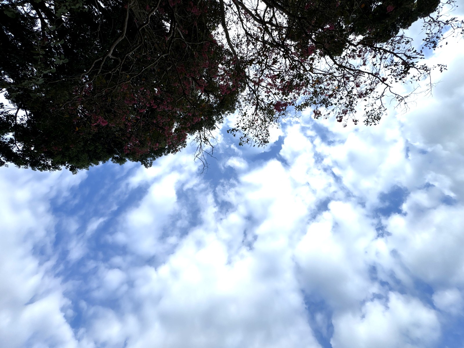 木の枝越しに見上げた空