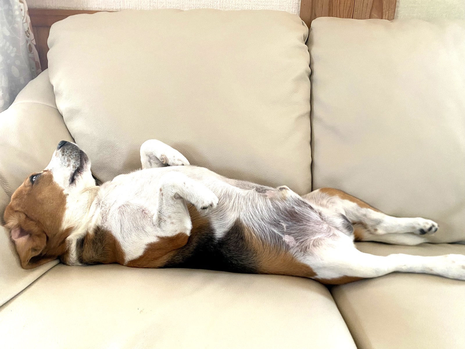 ソファでくつろぐ愛犬