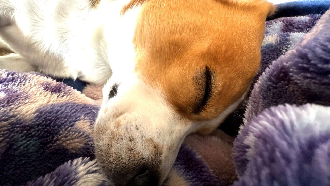 毛布に顔を寄せて眠る愛犬
